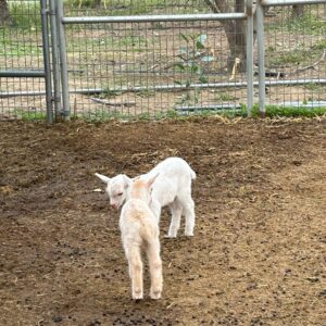 Baby Goats 2