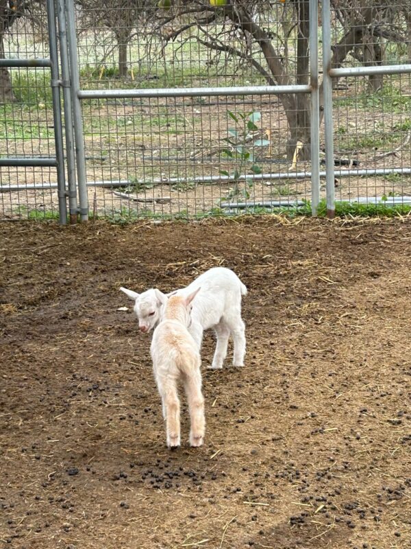 Baby Goats 2