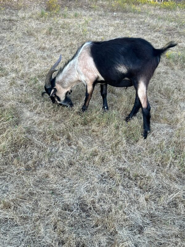 Black Goat 2