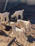 Baby Goats 1