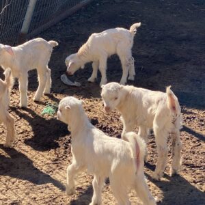 Baby Goats 1