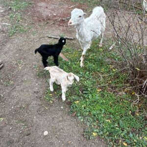 Baby Goats 3