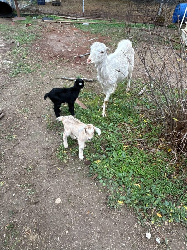 Baby Goats 3